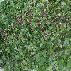 자연산 칠해목(까마귀밥여름나무) 300g