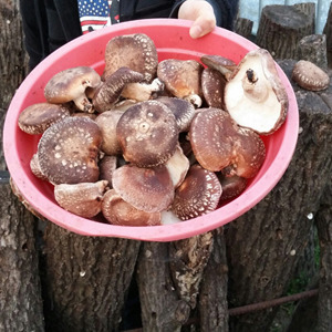 국내산/ 생표고버섯(상품)2kg, 햇볕에 말린표고버섯200g(세일)